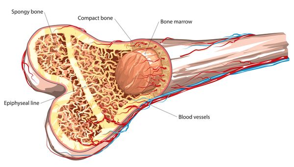 Bone cross section showing periosteum, compact bone, spongy bone, and marrow cavity